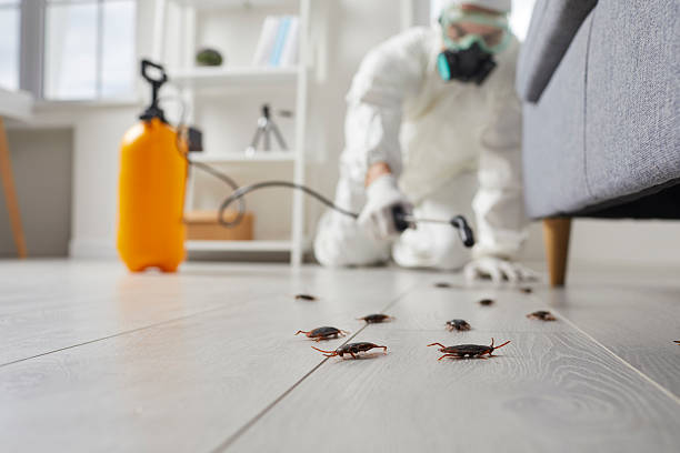 Post-Treatment Bed Bug Interceptor Monitoring in Rocky Ford